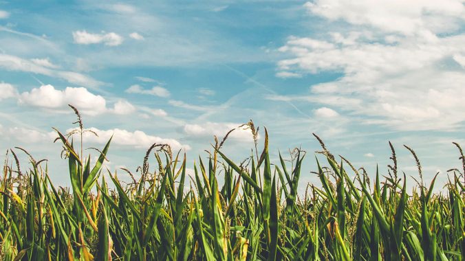 Novena on the Care of Creation