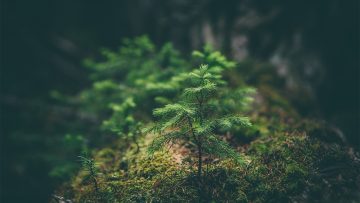 Season of Creation: “A home for all? Renewing the Oikos of God”