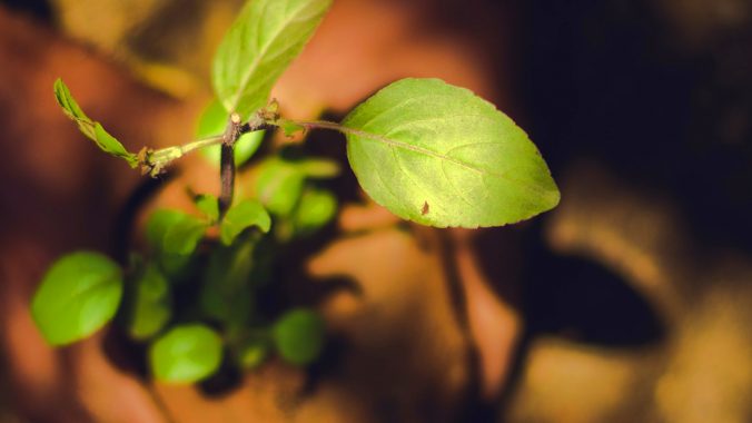 Environment Case Studies