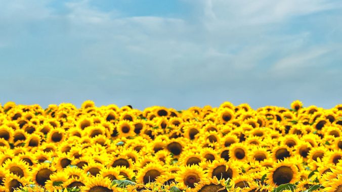 Laudato Si' Week