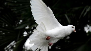 Vatican reveals theme for 2025 World Day of Peace
