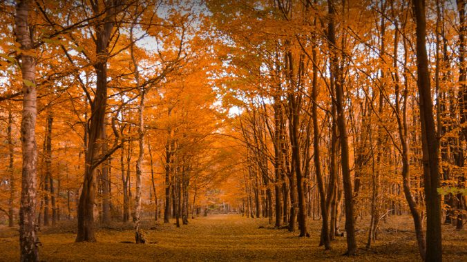 Independent Review of Safeguarding Structures