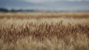 Pope Leo XIV’s Message has been released for the 2026 World Day of Prayer for the Care of Creation